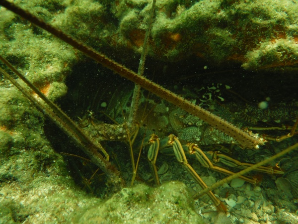 Mini Season Lobstering in the Florida Keys